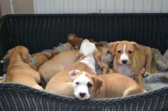 8 Wochen alte Pitbull Welpen abzugeben!!!